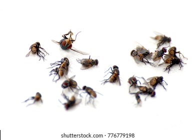 Pile Flies Macro Many Dead Flies Stock Photo 776779198 