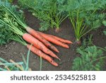 Pile of fresh carrots among other ones on soil in garden, closeup