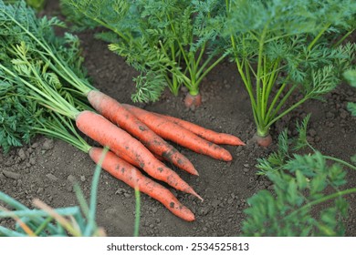 Pile of fresh carrots among other ones on soil in garden, closeup