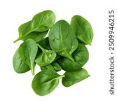 Pile of fresh green baby spinach leaves isolated on white background. Close up