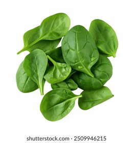 Pile of fresh green baby spinach leaves isolated on white background. Close up