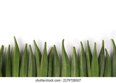 A Pile Of Fresh Green Okra Laying Down Top View On Isolated White Background Banner. Close Up Vegetable Health Care And Farm Concept. 