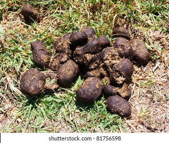 1,386 Horse poo Images, Stock Photos & Vectors | Shutterstock