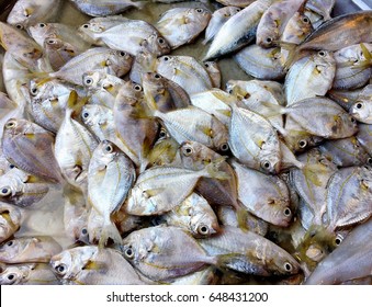 Slipmouth Images, Stock Photos & Vectors | Shutterstock