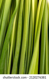 Pile Of Fresh Spring Onion. Macro Photo.