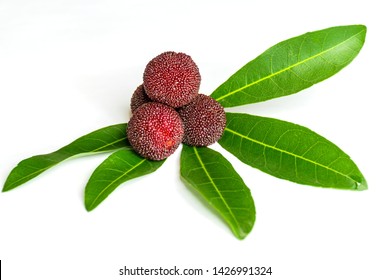 A pile of fresh Yuyao bayberries on bayberry leaves