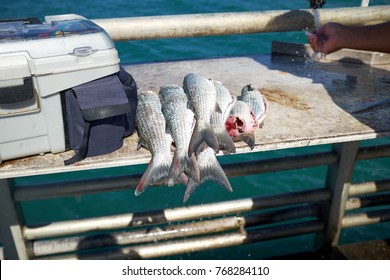 Pile Of Freshly Caught Cleaned And Gutted Fish On A Table Top On A Boat With A Tackle Box Alongside Ready For Cooking For A Healthy Delicious Meal