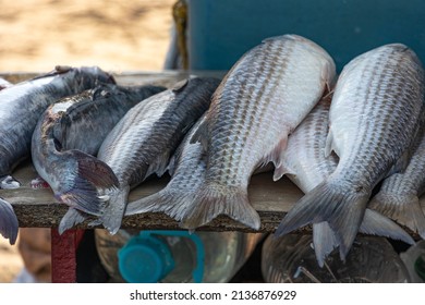 Pile Of Freshly Caught Fish On The Colombian Beach