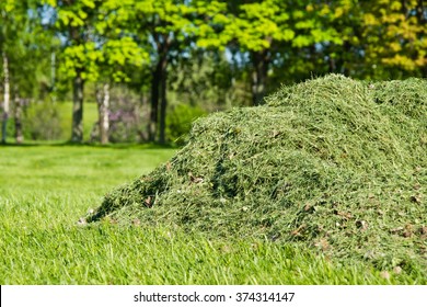 Pile Of Freshly Cut Grass In Park