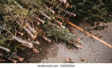 Pile Of Freshly Cut Pine Tress