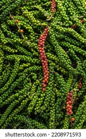 Pile Of Freshly Harvested Black Peppercorns, Black Pepper Fruits Or Drupes In Full Frame, Taken From Above, Spicy And Seasoning Ingredient Background