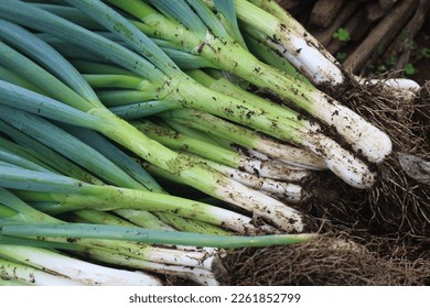 pile of freshly harvested green onions - Powered by Shutterstock