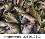 pile of freshly harvested rohu catla carp fish in Indian fish market for sale