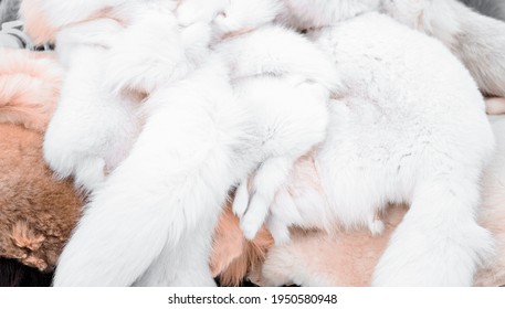 Pile of fur of hare and fox. The concept of hunting and prey of the fur beast