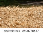 Pile of golden yellow hay. Hay texture. Straw for background close-up. Hay tightly bound in a bale. Selective focus