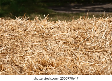 Pile of golden yellow hay. Hay texture. Straw for background close-up. Hay tightly bound in a bale. Selective focus - Powered by Shutterstock