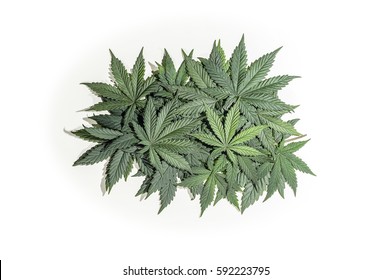 197,690 Leaf Cannabis Stock Photos, Images & Photography | Shutterstock