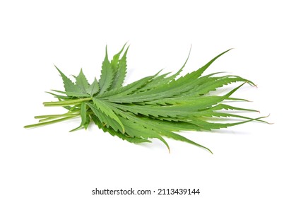 Pile of Green marijuana or cannabis sativa leaves isolated on white background. 