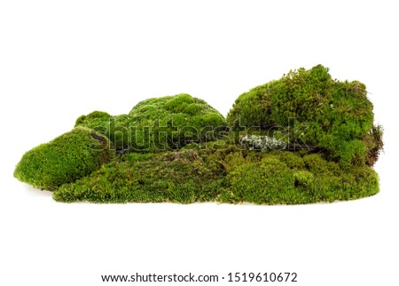 Pile of green moss isolated on a white background. Mossy hill.
