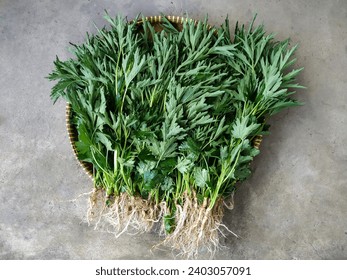 A Pile of Harvested Chinese Motherwort Herb (Leonurus Japonicus) on the Woven Bamboo Tray