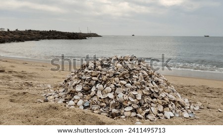 Pile or heap of beautiful seashells isolated on tropical beach shore or seashore sand with sea or ocean water background. Aquatic marine life concept.