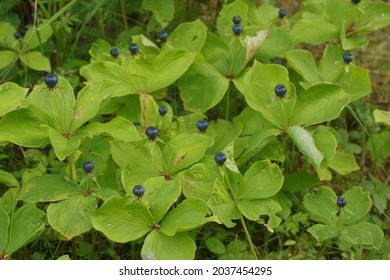 Pile Of Herb Paris True Lovers Knot In Nature