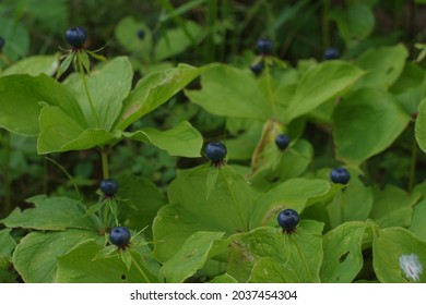 Pile Of Herb Paris True Lovers Knot In Nature