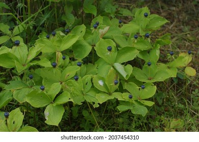 Pile Of Herb Paris True Lovers Knot In Nature