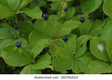 Pile Of Herb Paris True Lovers Knot In Nature