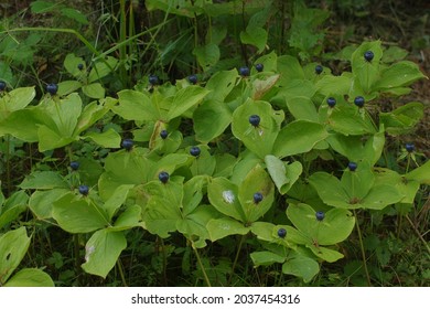 Pile Of Herb Paris True Lovers Knot In Nature