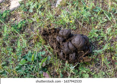 Pile Horse Animal Poop Shit Muck Stock Photo 1637942533 | Shutterstock