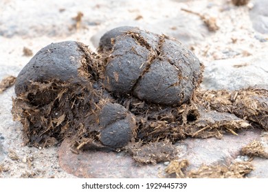 1,443 Horse feces Images, Stock Photos & Vectors | Shutterstock