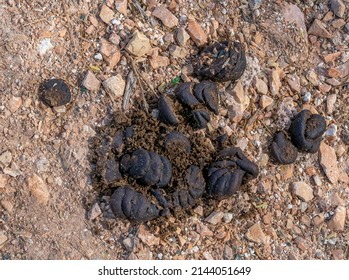 1,386 Horse poo Images, Stock Photos & Vectors | Shutterstock