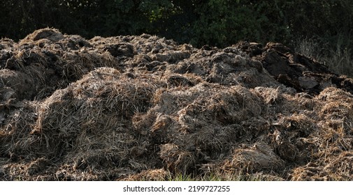 Pile Of Horse Manure Horse Apples