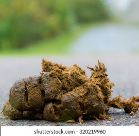 A pile of horse manure on a paved road. The manure is high in hay and straw. There is room above for text.
