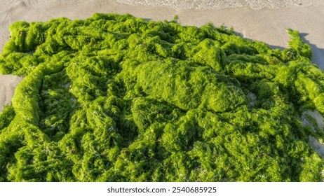 A pile of intertwined bright green algae thrown out of the ocean. Foam of waves on the sand. Close-up. Mauritius - Powered by Shutterstock