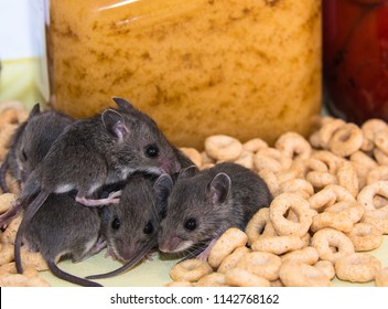 A Pile Up Of Juvenile, Wild Brown House Mice In A Messy Pantry Kitchen Cabinet In Front Of Jars Of Food.