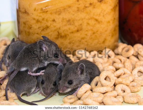 Pile Juvenile Wild Brown House Mice Stock Photo Edit Now 1142768162