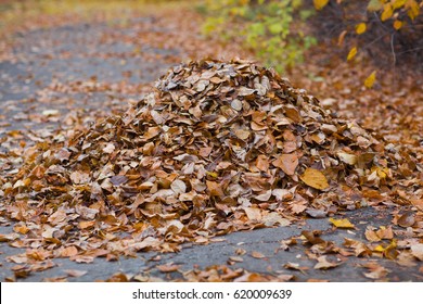 a pile of leaves