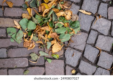 A pile of leaves on a cobblestone walkway. The leaves are brown and yellow, and they are scattered across the ground - Powered by Shutterstock