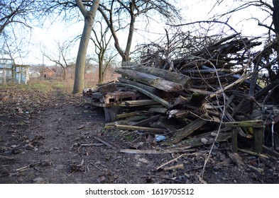 pile of logs in the forest