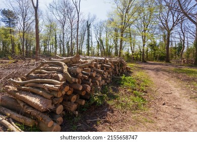 Pile of logs on the side of a path in an ancient wood in Suffolk, UK.