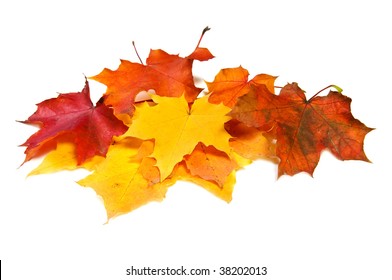 Pile Of Maple Fall Colored Leaves