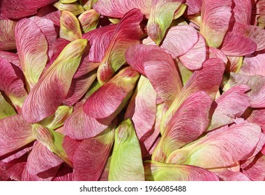 A Pile Of Maple Seed Pods In Springtime