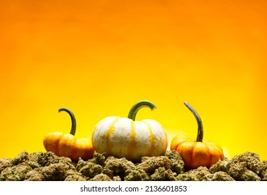 pile of marijuana bud weed green with pumpkins and orange background halloween October scene