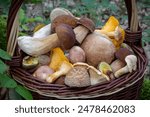 Pile of multicolored fresh edible mushrooms in wicker basket - Czech Republic, Europe