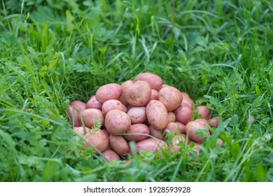 Pile of newly harvested and washed potatoes - Solanum tuberosum on grass. Harvesting potato roots in homemade garden. Organic farming, healthy food, BIO viands, back to nature concept. - Powered by Shutterstock