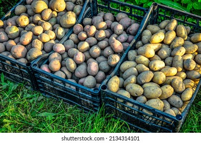 Pile of newly harvested and washed potatoes - Solanum tuberosum in plastic box on grass. Harvesting potato roots in homemade garden. Organic farming, healthy food, BIO viands, back to nature concept. - Powered by Shutterstock