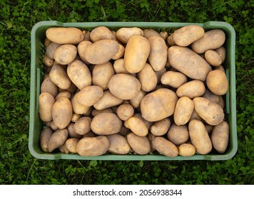 Pile of newly harvested and washed potatoes - Solanum tuberosum in plastic box on grass. Harvesting potato roots in homemade garden. Organic farming, healthy food, BIO viands, back to nature concept. - Powered by Shutterstock