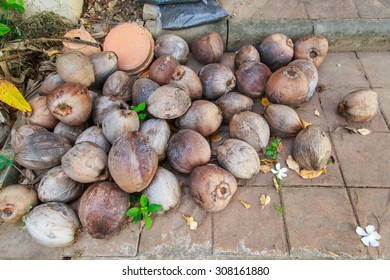 pile of old coconuts